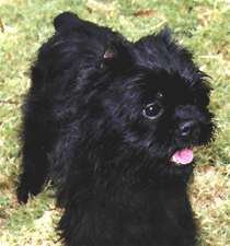 AFFENPINSCHER