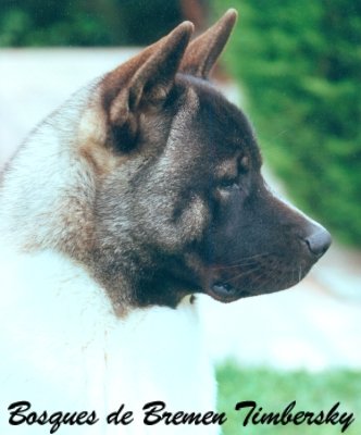 AKITA INU AMERICANO